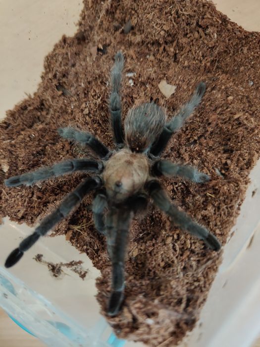 Aphonopelma chalcodes samiec 3DC