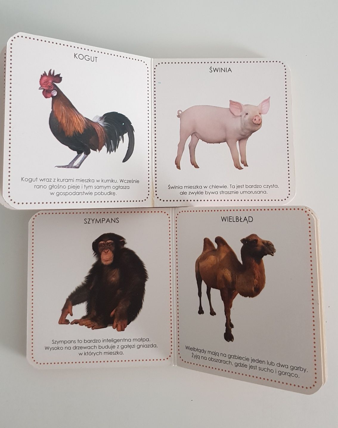 Książeczki - kolory, zwierzęta na wsi w zoo