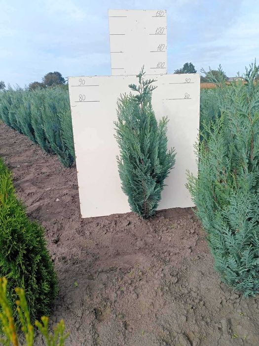 Туї, ялівець, дерен, бірючина, хакуро нішікі