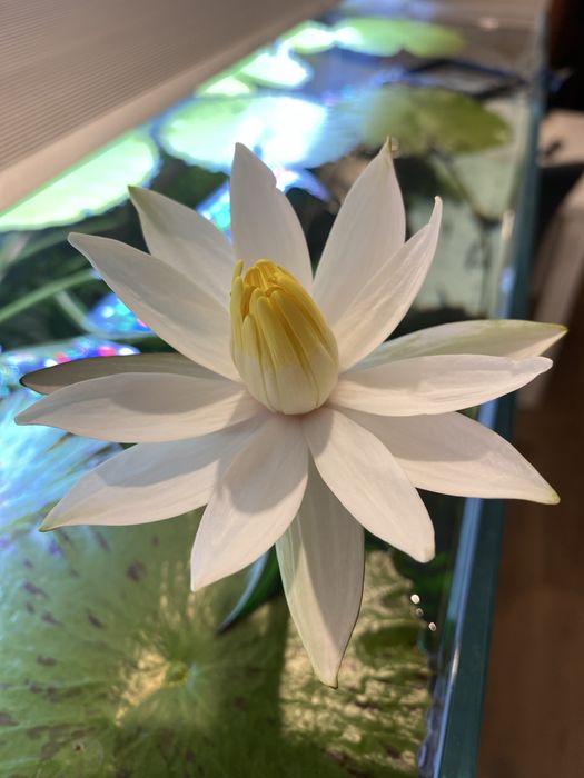 Lotos tygrysi - lotos czerwony