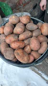 Продам картоплю(самовивіз)