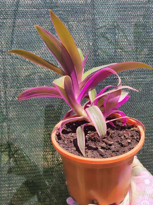 Традесканція смугаста.