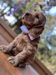 Cocker spaniel angielski Piesek