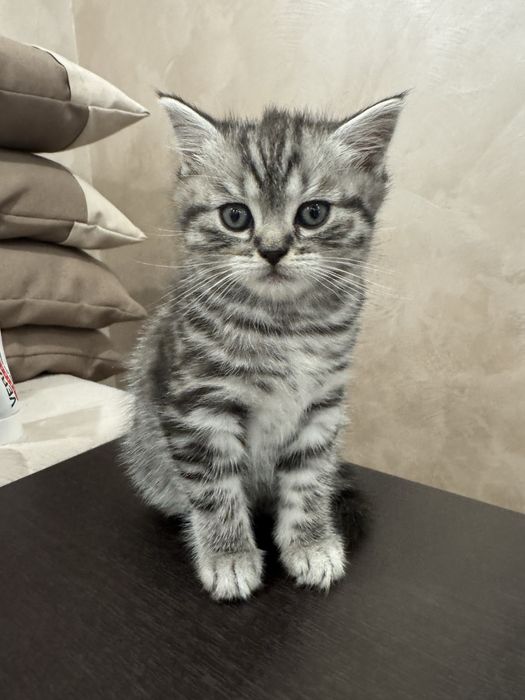 Кошенята породисті