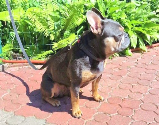 В'язка французький бульдог