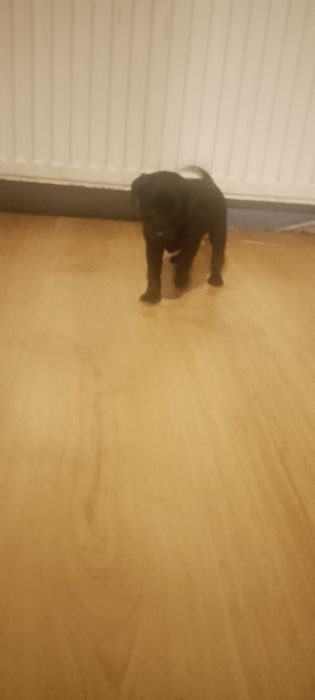 Szczeniaczek do oddania