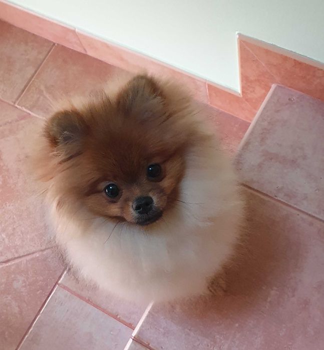 Szpic miniaturowy/pomeranian REZERWACJA