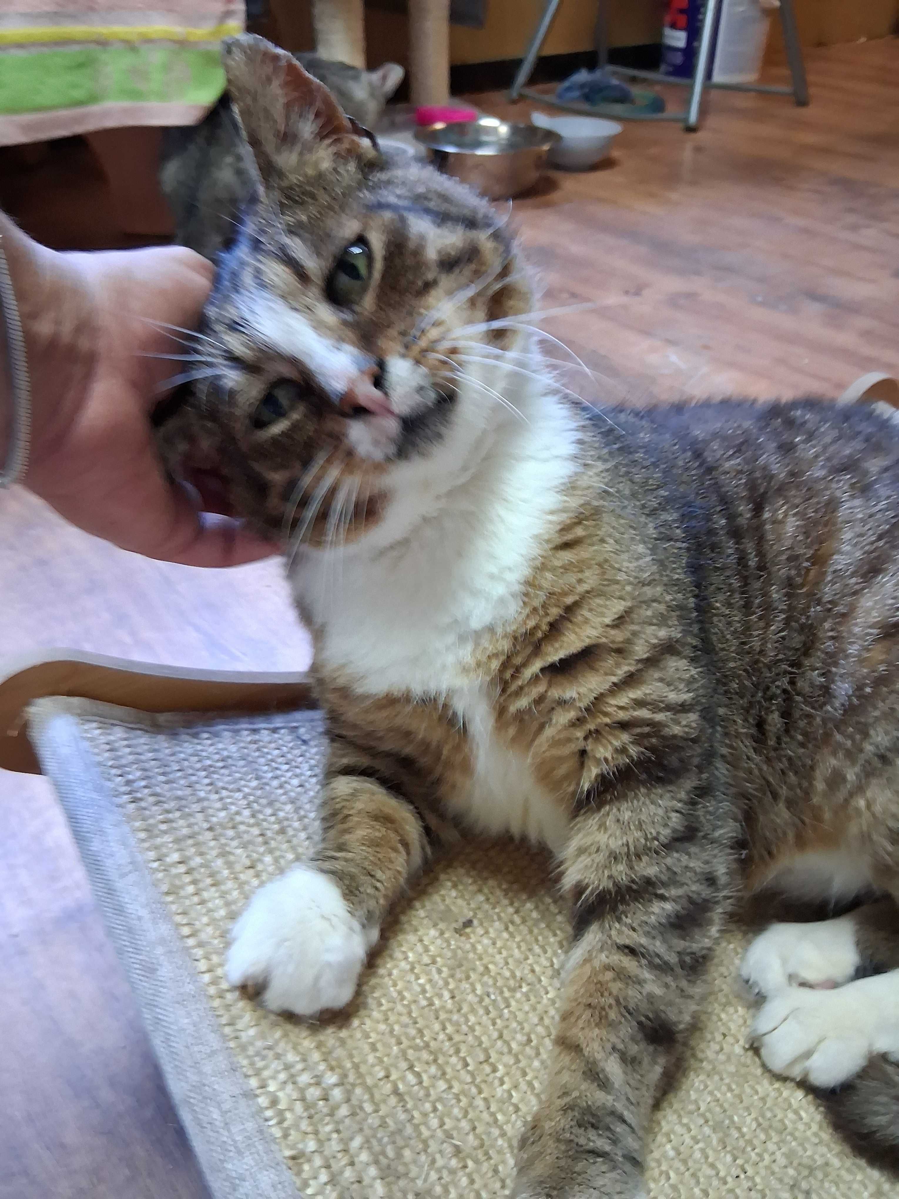 Kot do adopcji porzucone