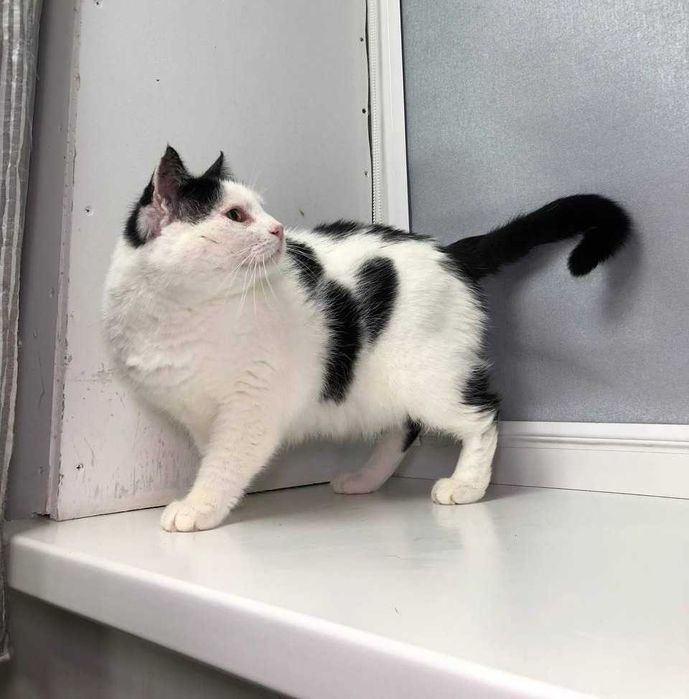 Котик Семен шукає свою родину!