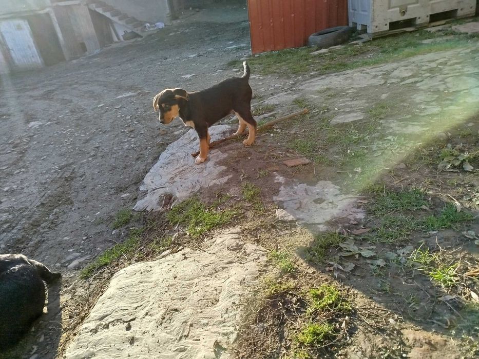 Oddam pieski szczeniaki !!!