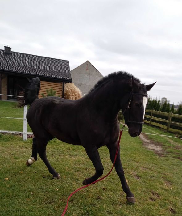 Klacz śląska 2,5 roku