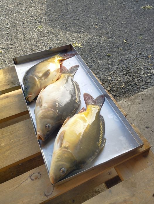 Sprzedaż karpia 25zł/kg