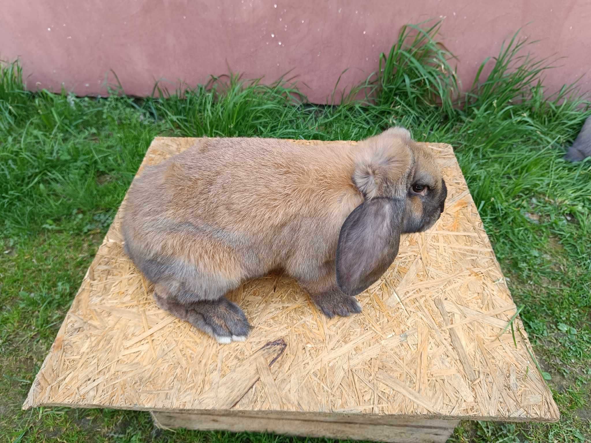 króliki baran francuski madagaskarowy