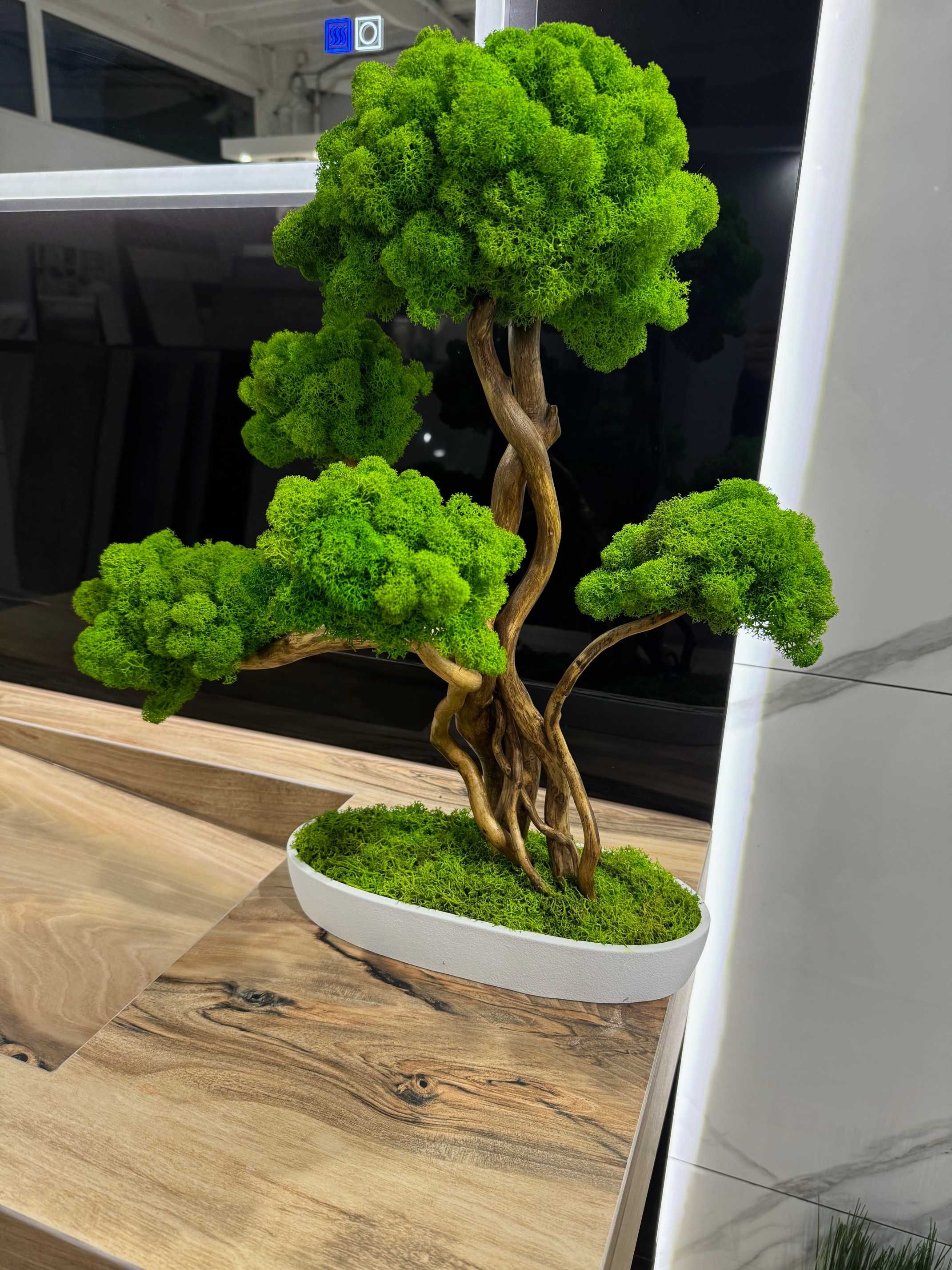 Duże drzewko Bonsai z mchu chrobotka 52 CM; chrobotek reniferowy