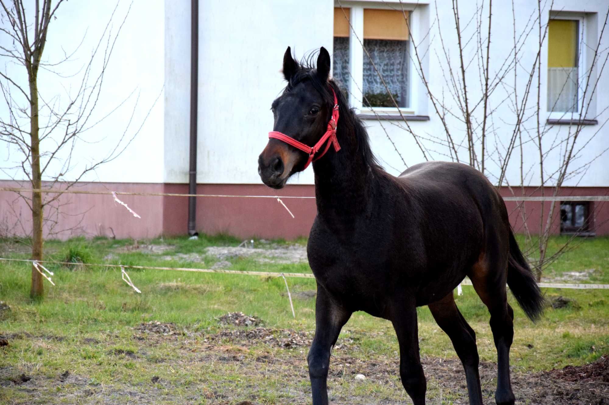 Koń Kary polski koń sportowy