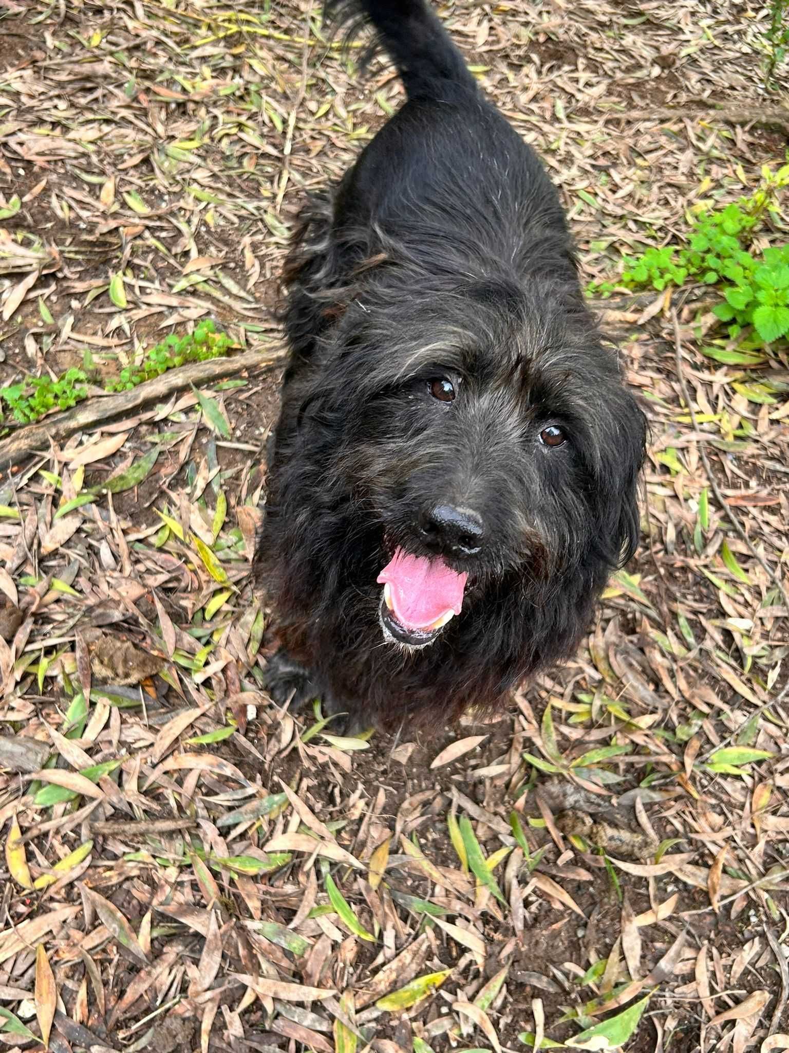 Para adoção: Porthos