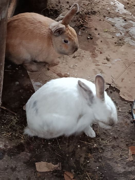 Продаємо Кролинят