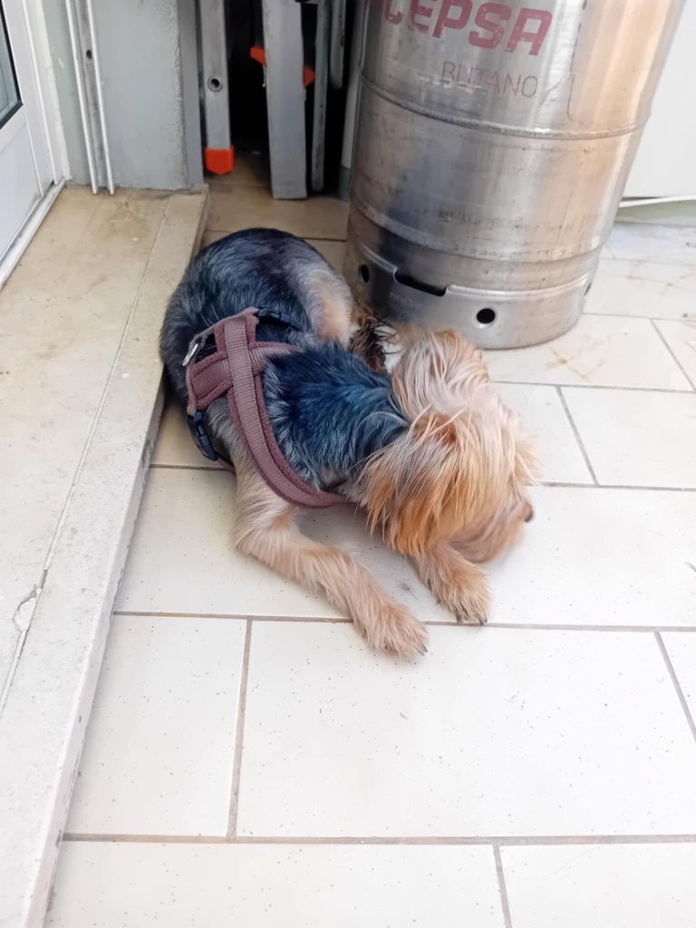 Yorkshire Terrier