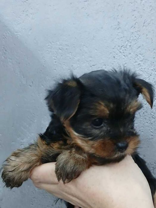 Йоркширский тер'єр. Дівчата та хлопчик