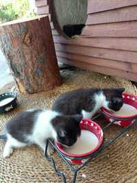 Kotki dwa szukają nowych domów.