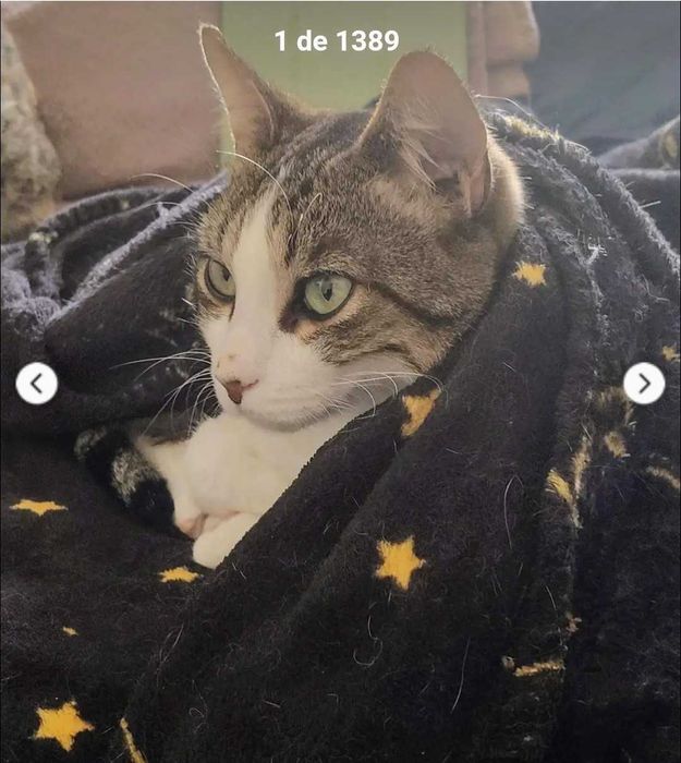 Gata e gatokpara adoção consciente conjunta