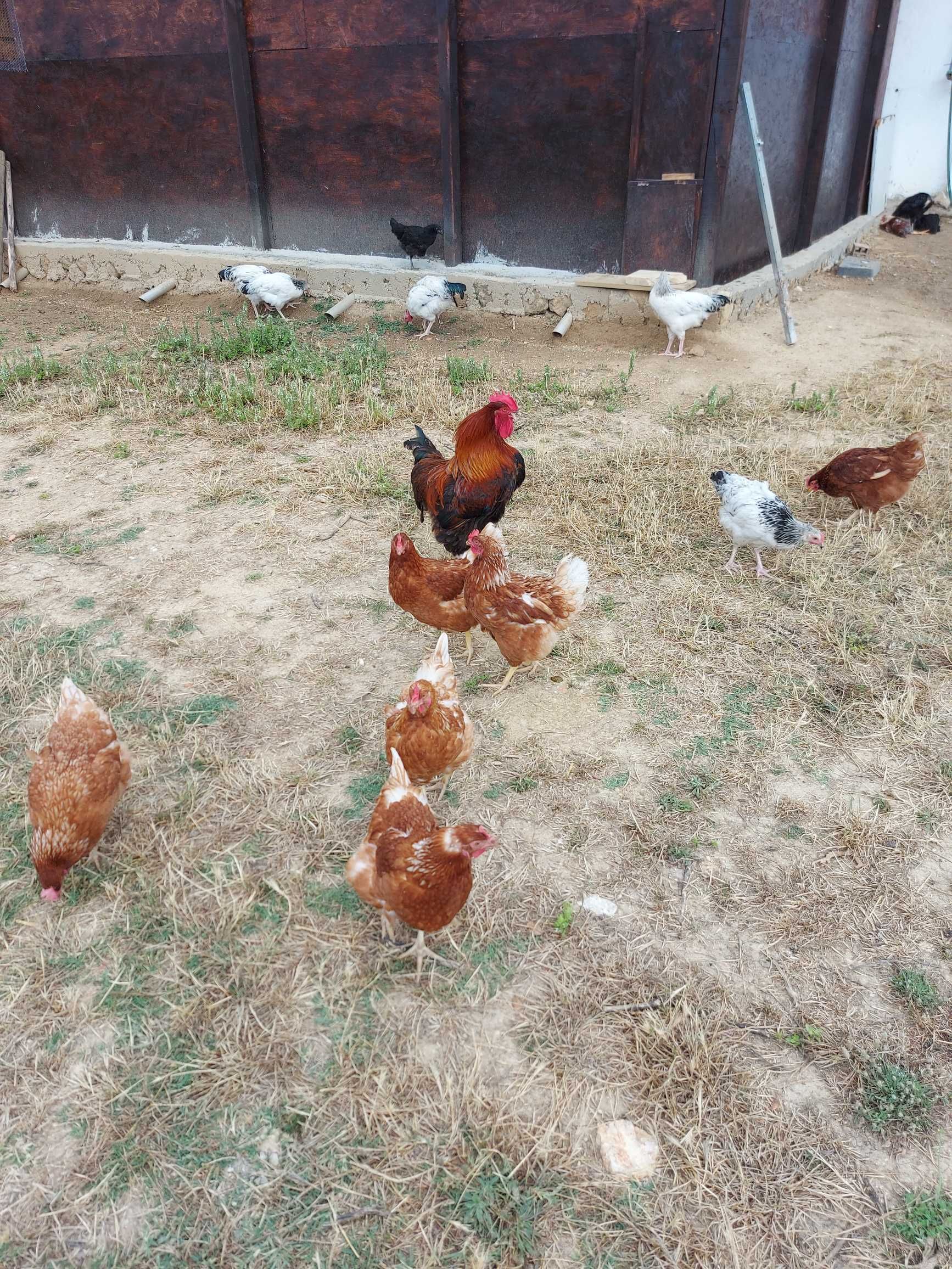 Ovos caseiros de galinhas do campo