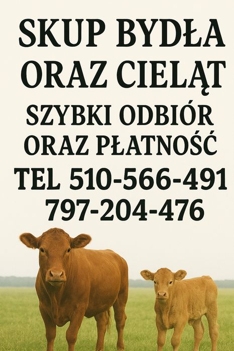 Skup Bydła oraz Cielat