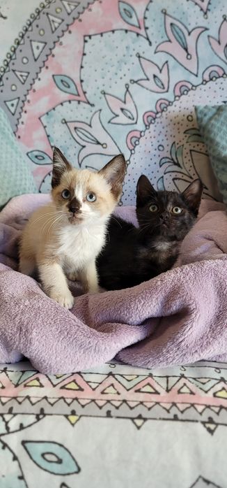 Gatinhos para adoção responsável