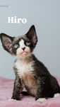 Cudowny kocurek devon rex