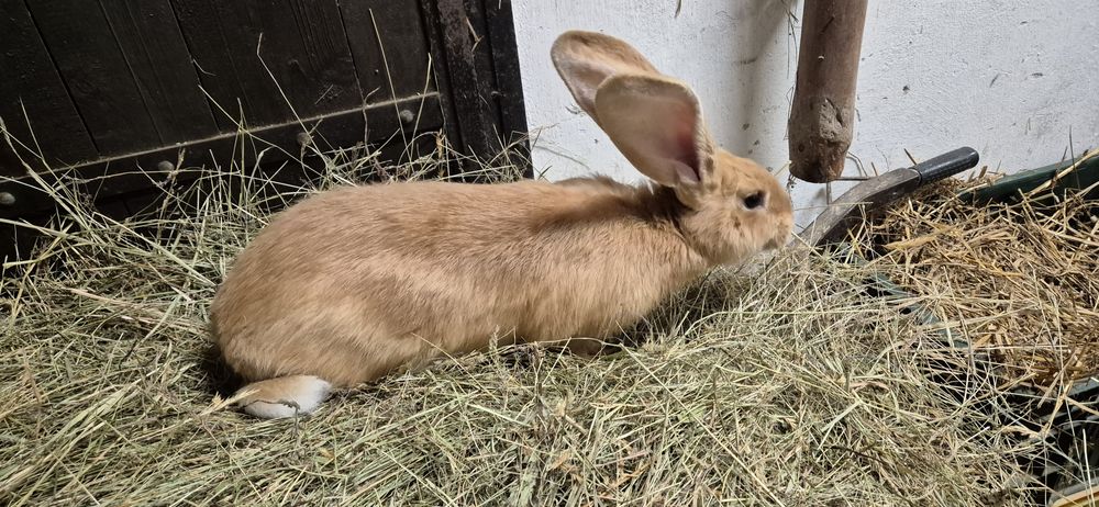 Olbrzym belgijski żółty