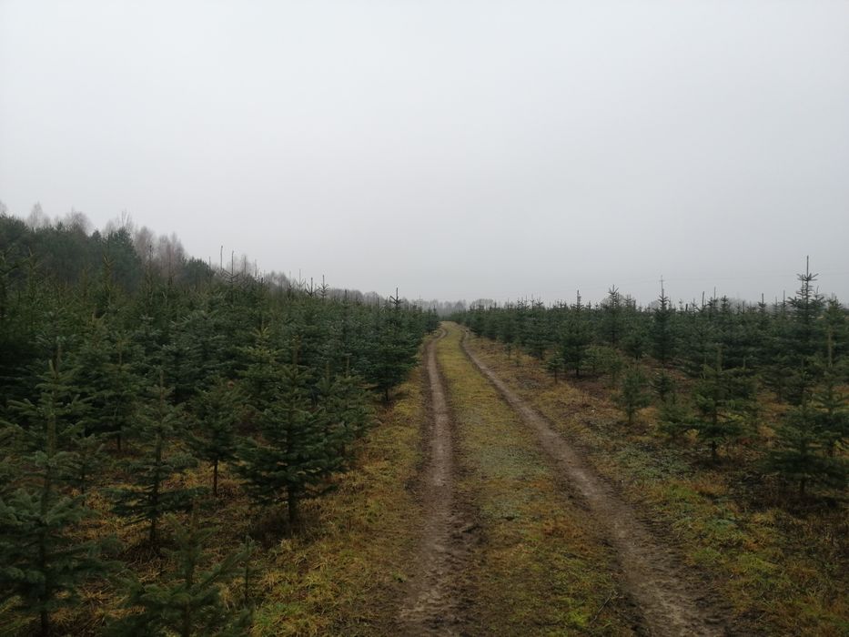 Plantacja choinek srebrne i zielone.