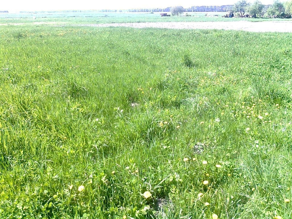 Продам Земельн. участь. під забуд  с. Наливайківка  Київська обл