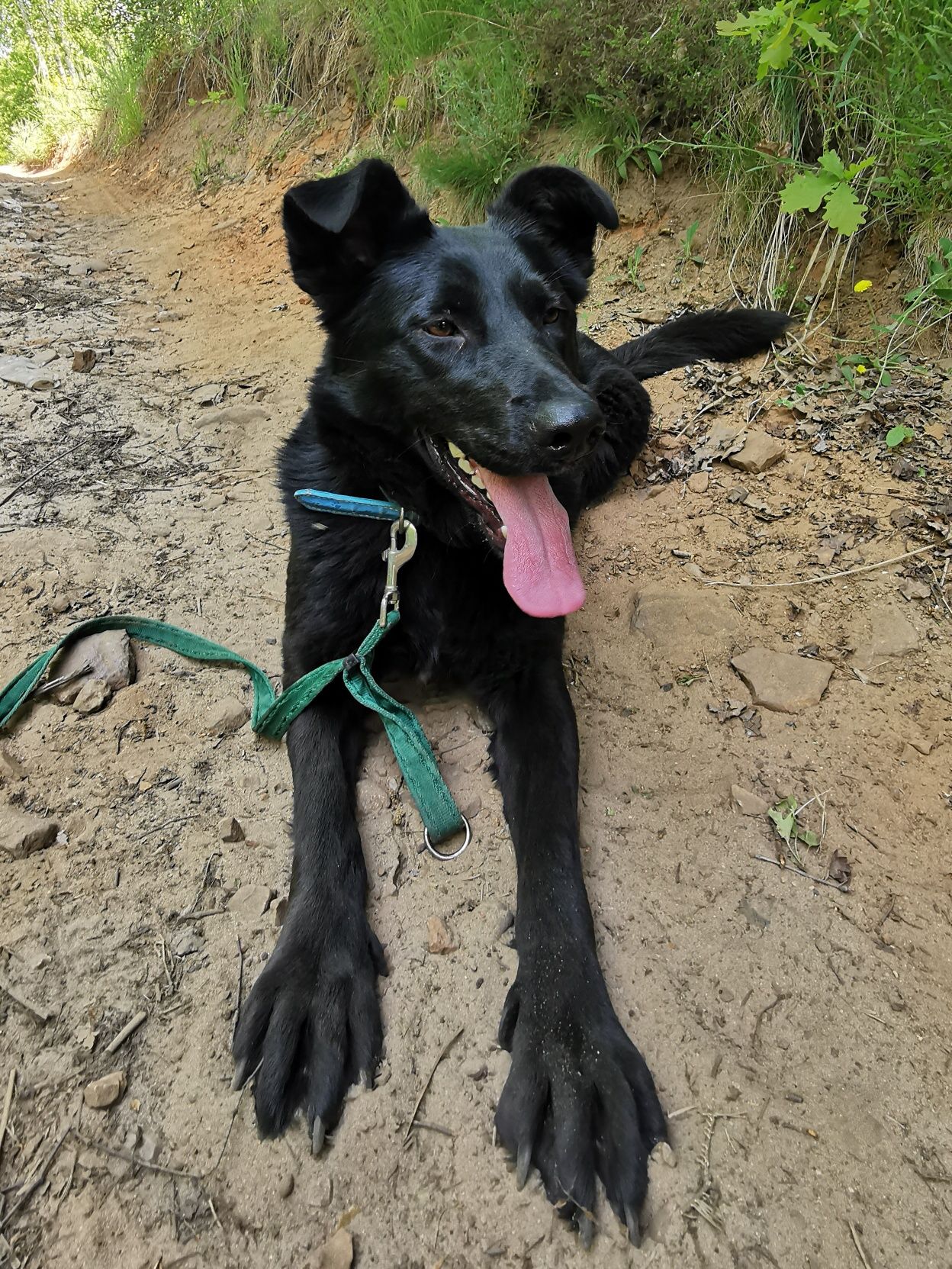 NEGRA młoda suczka poleca się do adopcji