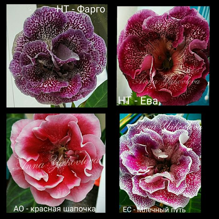 Глоксинии сортовые, клубни