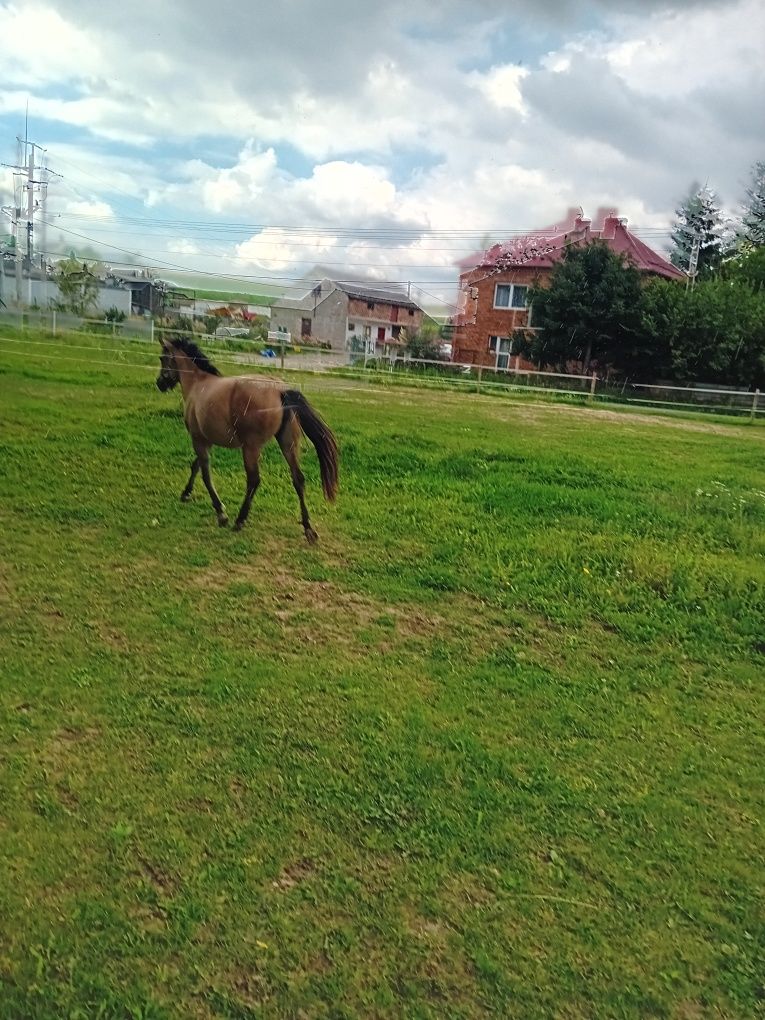 Sprzedam piękna młoda klacz