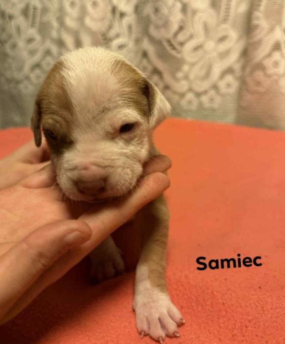 oddam w dobre ręce szczeniaki rasy pitbull