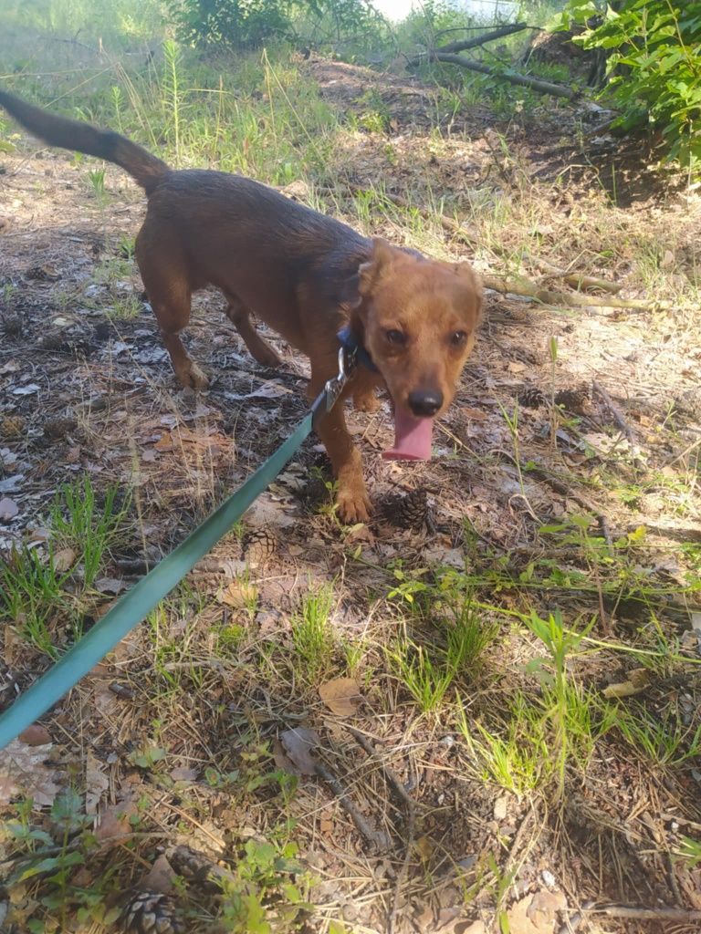 Pikuś młody psiak do adopcji