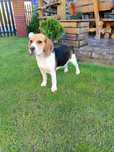 Beagle Suczka szuka nowego domku
