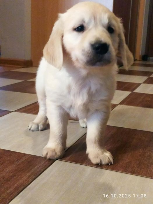 Szczeniak Golden Retriever