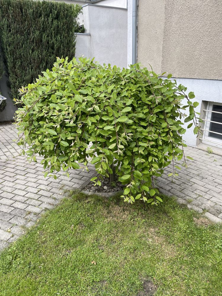 Wierzba na pniu