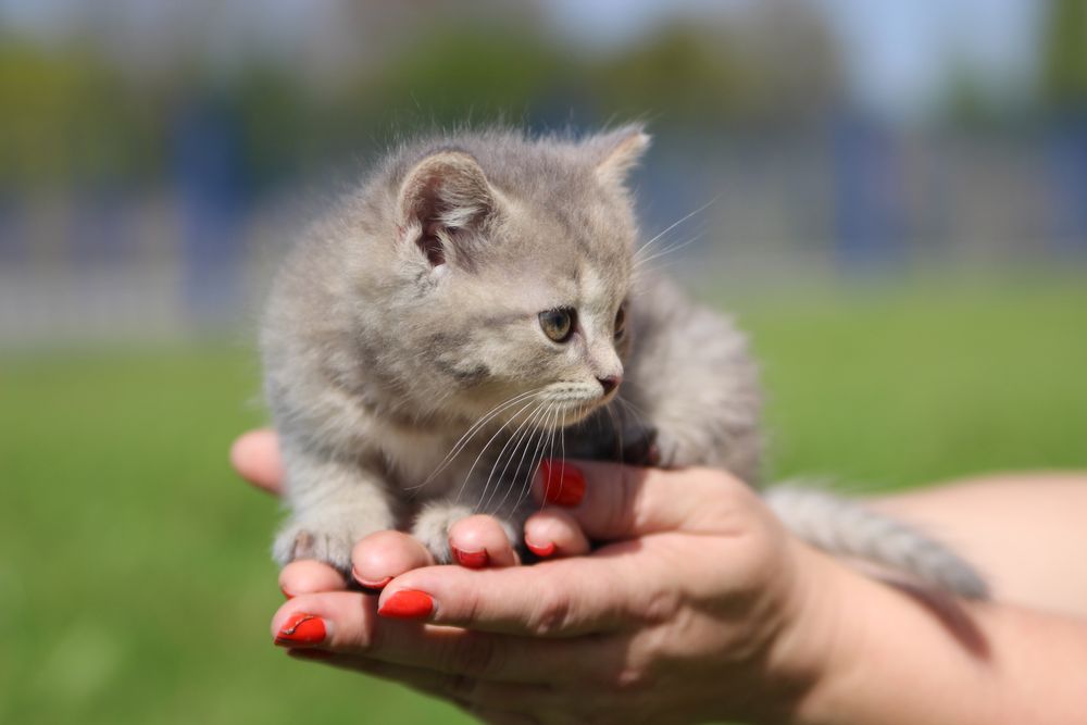 Британець котик кошеня