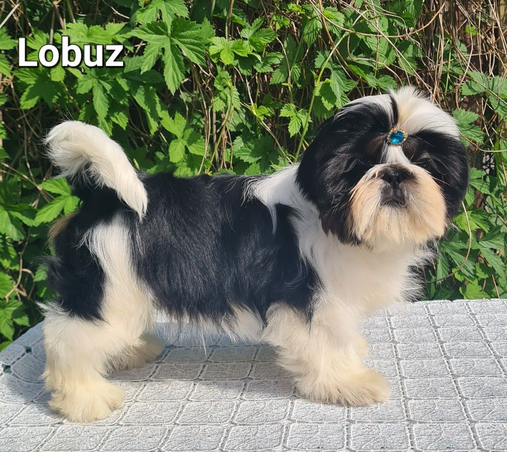 Piesek rasy Shih tzu ZKWP