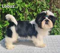 Piesek rasy Shih tzu ZKWP