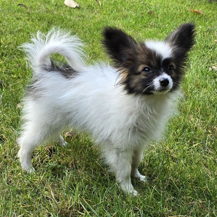 Papillon-Spaniel Kontynentalny Miniaturowy-śliczny piesek ZKwP/FCI