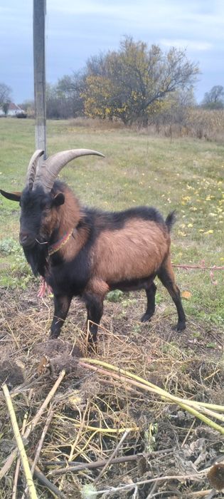 Продам цапа племиного чисто кровний альпійський