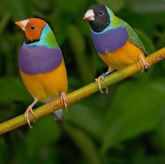 Diamantes Gould 2025