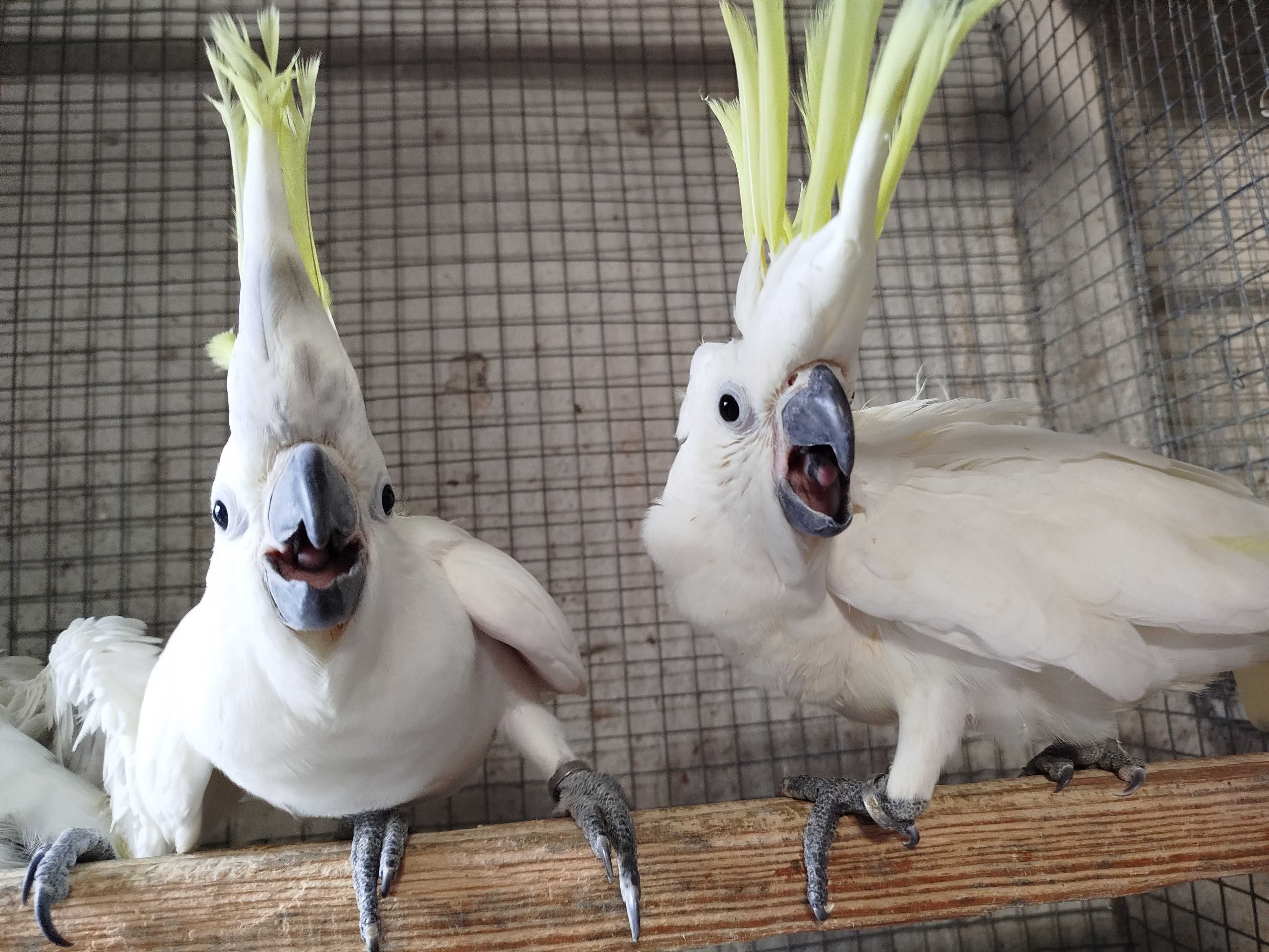 Aves bico curvo diversas espécie