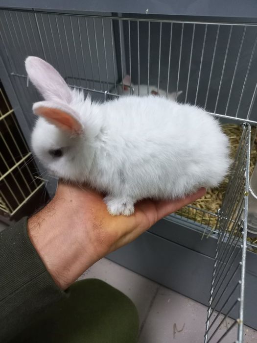 Декоративні кролики