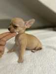 Chihuahua pelo curto