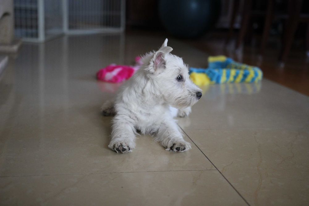 Piesek West Highland White Terrier ZKWP FCI